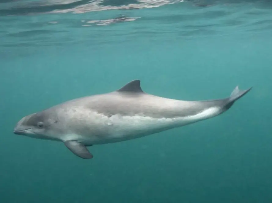 A solitary harbor porpoise swims underwater in clear blue-green ocean, with its gray body and lighter underside visible.
