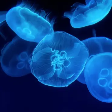 Several translucent, glowing blue jellyfish float gracefully in dark water, highlighting their delicate, radiating patterns and softly illuminated bodies.