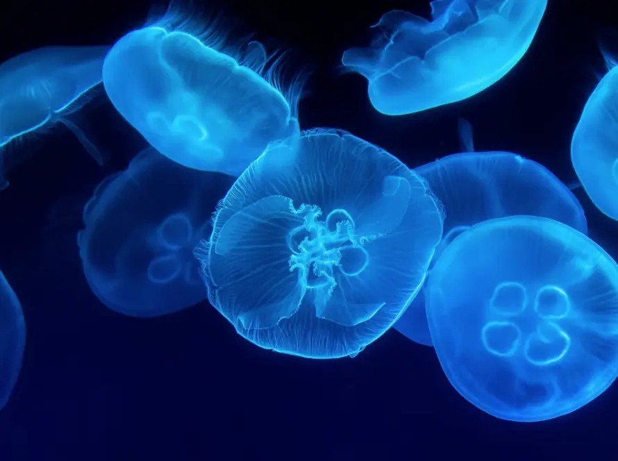 Several translucent, glowing blue jellyfish float gracefully in dark water, highlighting their delicate, radiating patterns and softly illuminated bodies.