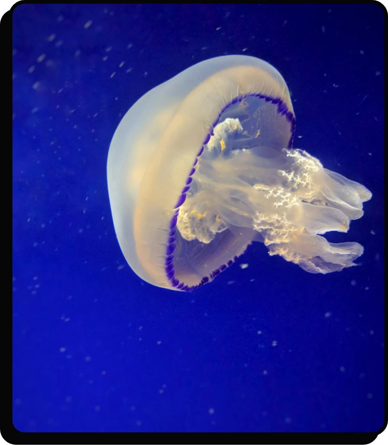 A translucent jellyfish with a purple-edged bell floats in blue water, its delicate tentacles trailing beneath it.