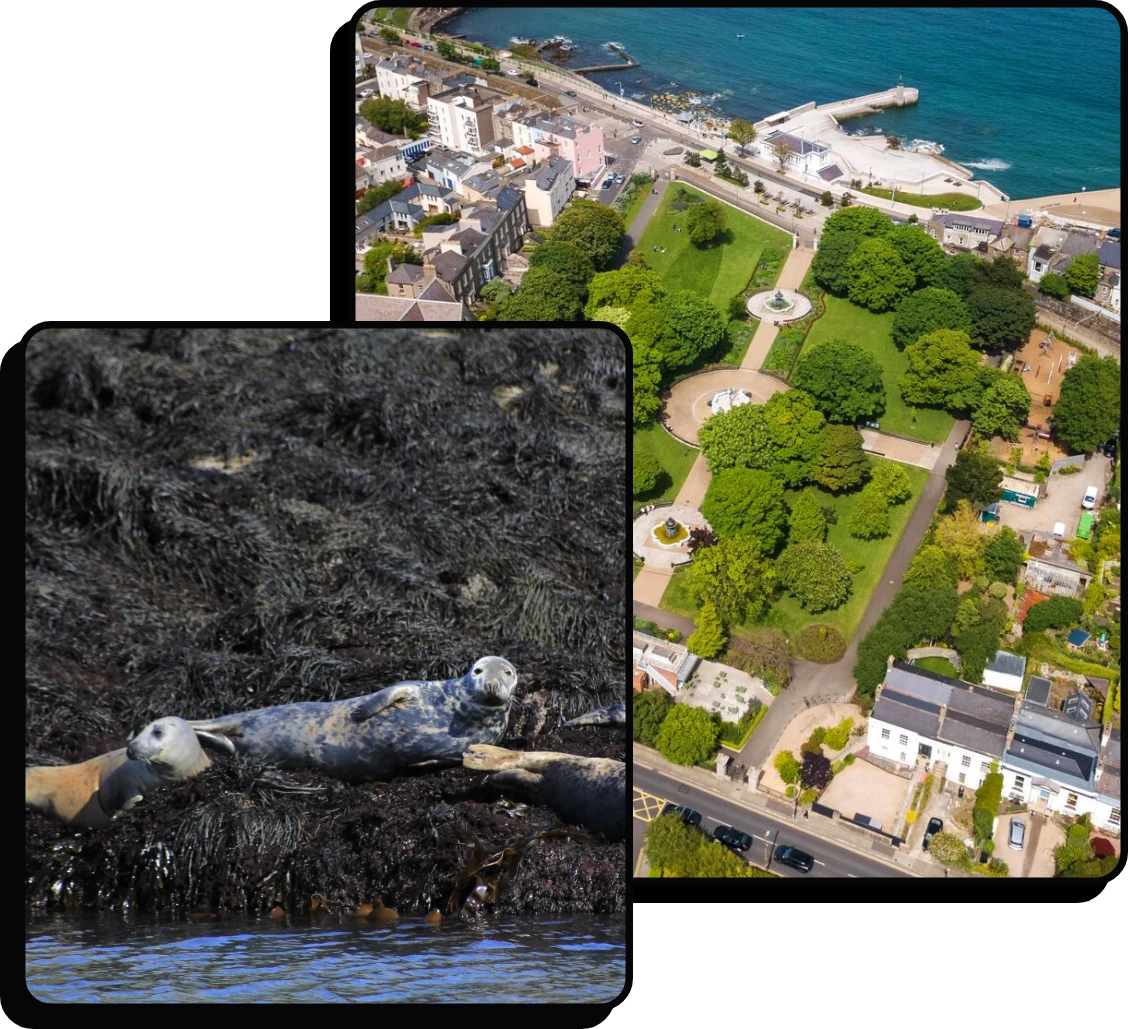 Aerial view of a coastal town with green parks and waterfront, overlaid with a close-up image of two seals resting on seaweed-covered rocks.
