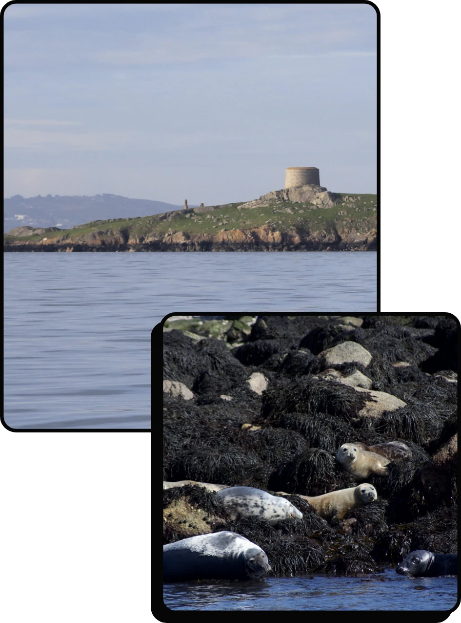 A stone tower stands on a grassy island above calm water, while in the foreground, several seals rest on seaweed-covered rocks by the shoreline.