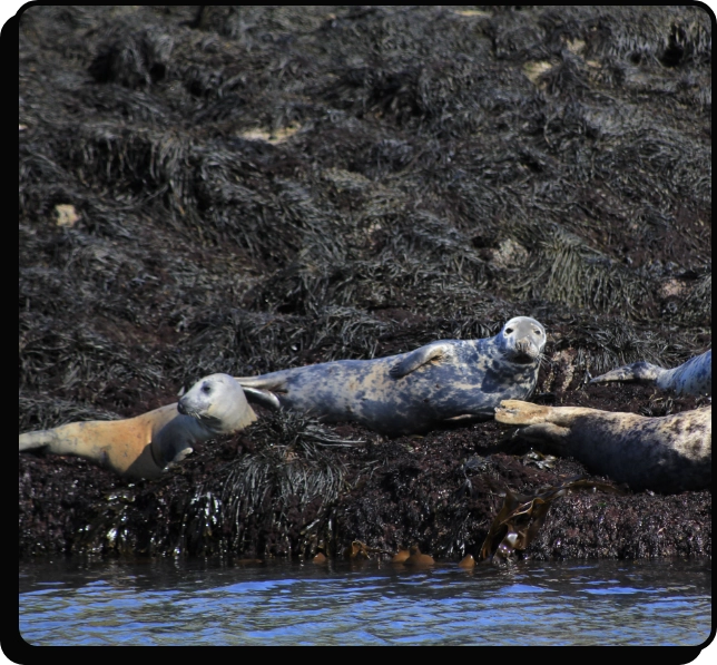 Several seals are lying on a rocky shore covered with dark seaweed, near the edge of the water. The seals are resting and appear relaxed, with some looking toward the camera.